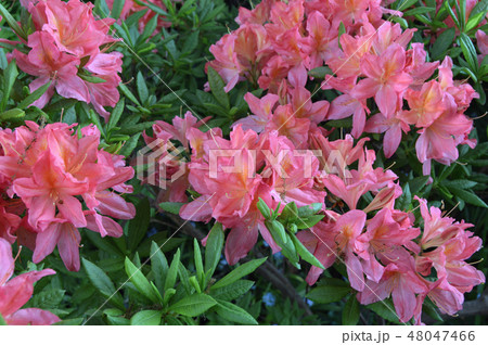 Flowers-rhododendron in the city park under summer Flowers-rhododendron in the city park under summer 48047466