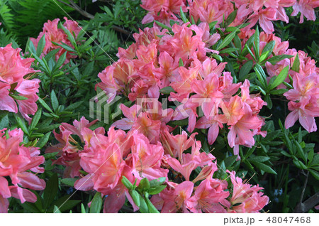 Flowers-rhododendron in the city park under summer Flowers-rhododendron in the city park under summer 48047468