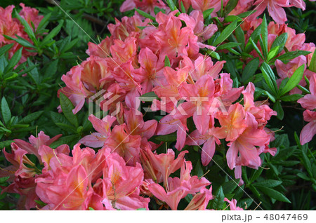 Flowers-rhododendron in the city park under summer Flowers-rhododendron in the city park under summer 48047469
