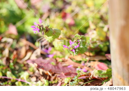 ホトケノザの花 ホトケノザの花 48047963