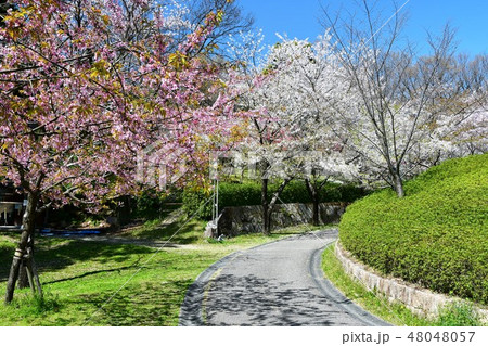 満開の桜　於大公園 48048057