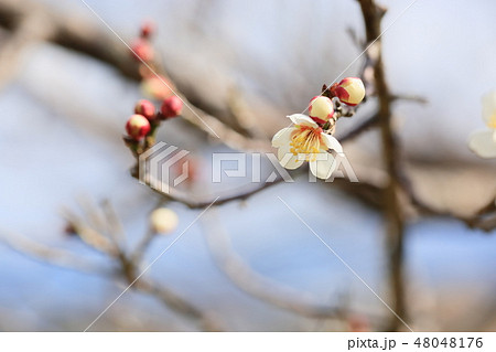 白梅の花 白梅の花 48048176