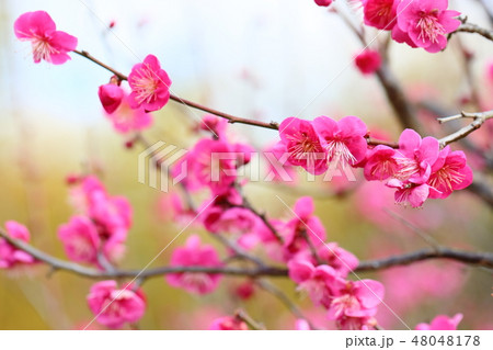 ピンクの梅の花 48048178