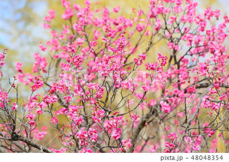 ピンクの梅の花 48048354