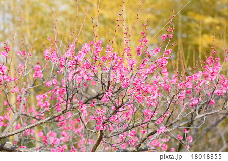 ピンクの梅の花 48048355