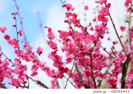ピンクの梅の花の写真素材 ピンクの梅の花の写真素材