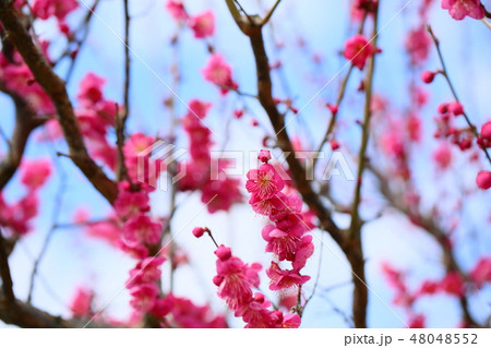 ピンクの梅の花 48048552