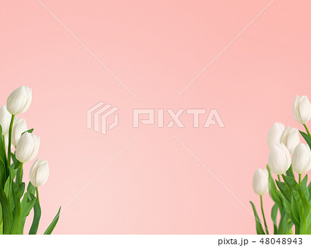 春 背景 ピンク チューリップ 白のイラスト素材