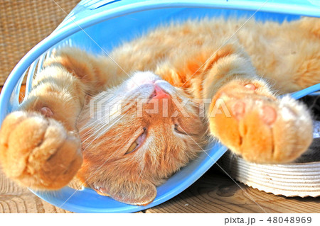 猫その長閑な日々 猫その長閑な日々 48048969