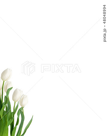 春 背景 チューリップ 白のイラスト素材