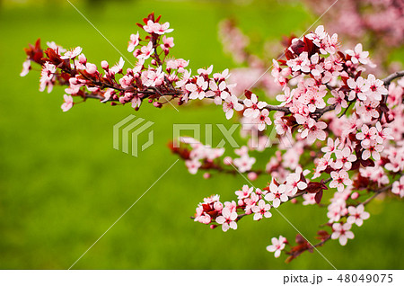 Spring Cherry blossoms, pink flowers. Green grass Spring Cherry blossoms, pink flowers. Green grass 48049075