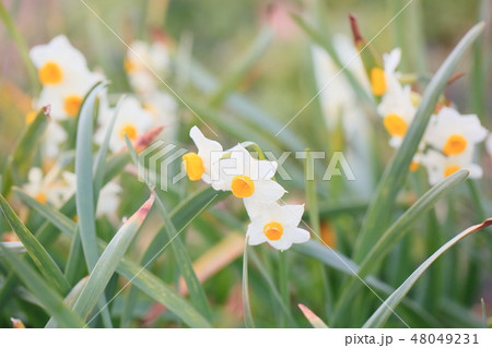 日本水仙の花 日本水仙の花 48049231