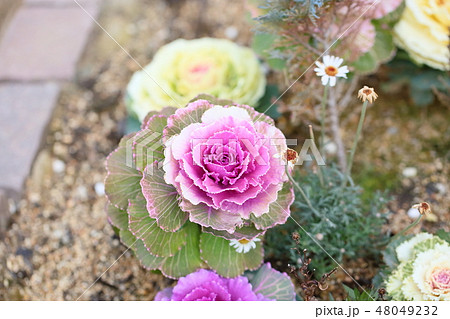 ハボタンの花 ハボタンの花 48049232