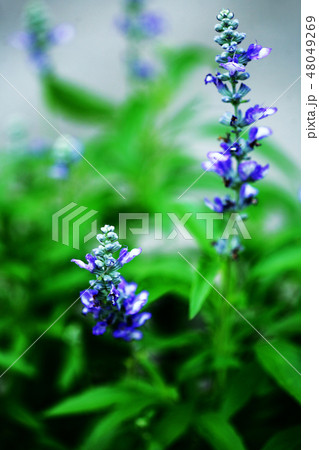 咲き始めた、サルビアの花 48049269