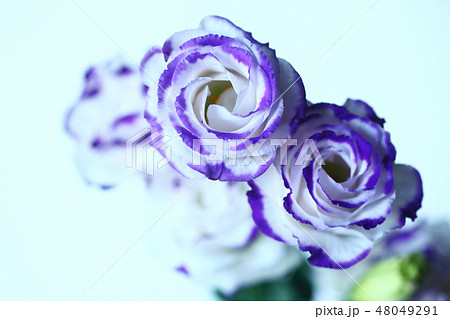 トルコキキョウ 白に紫色の花の写真素材