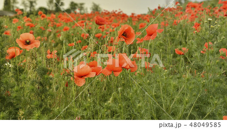 Flowers Red poppies blossom on wild field. Flowers Red poppies blossom on wild field. 48049585
