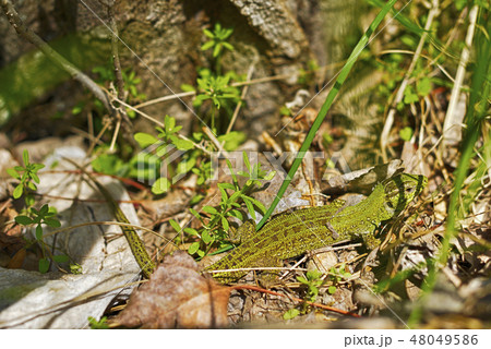 Lizard sitting in the thick green grass 48049586