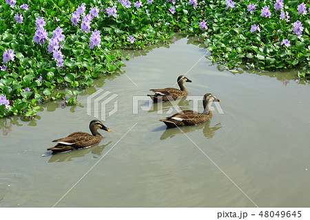 橿原市　本薬師寺跡　ホテイアオイの花とカルガモ 48049645