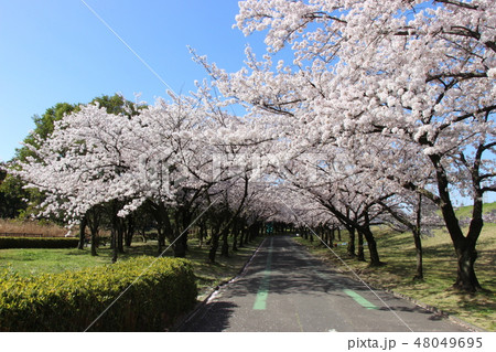 桜のトンネル 青空 桜のトンネル 青空 48049695