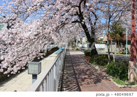 桜並木の道 桜並木の道 48049697