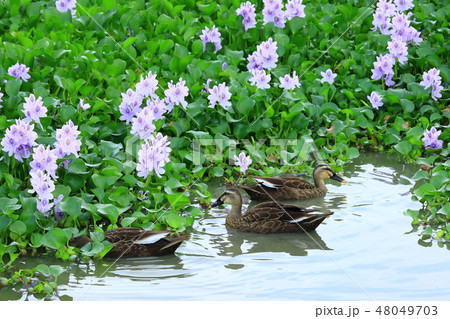 橿原市　本薬師寺跡　ホテイアオイの花とカルガモ 48049703