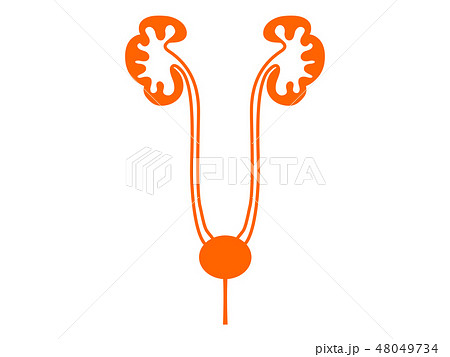 臓器 腎臓 シルエットピクト風イラストのイラスト素材
