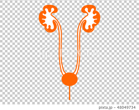 Organ renal silhouette Pict-style illustration Organ renal silhouette Pict-style illustration 48049734