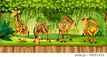 Giraffe in the jungle Giraffe in the jungle 48051453