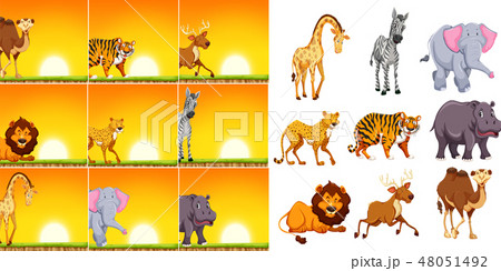 Wild animal in sunset scene Wild animal in sunset scene 48051492