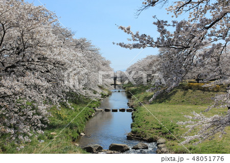藤田川ふれあい桜 Ⅲ 藤田川ふれあい桜 Ⅲ 48051776