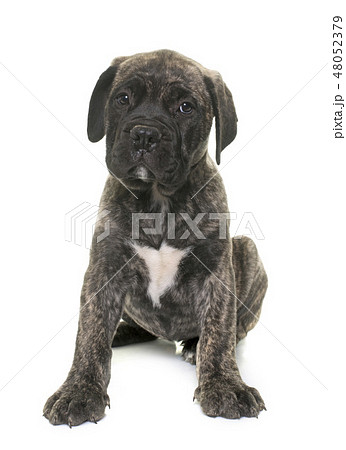 puppy bull mastiff 48052379