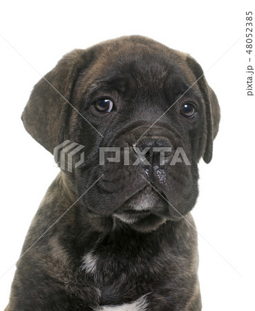 puppy bull mastiff puppy bull mastiff 48052385
