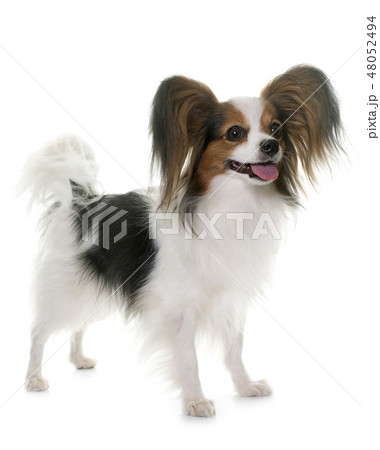 papillon dog in studioの写真素材 [48052494] - PIXTA