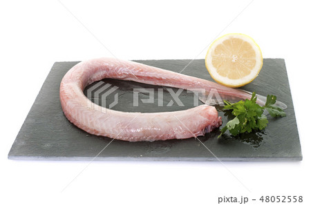 Small-spotted catshark in studio Small-spotted catshark in studio 48052558