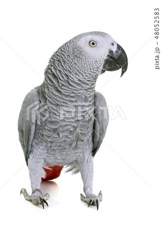 African grey parrot 48052583