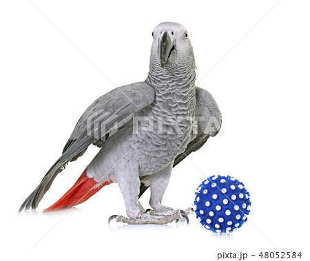 African grey parrot 48052584
