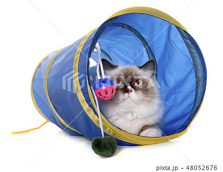 english longhair cat in tunnel 48052676
