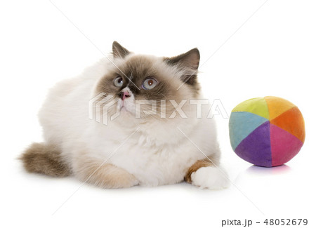 english longhair cat english longhair cat 48052679