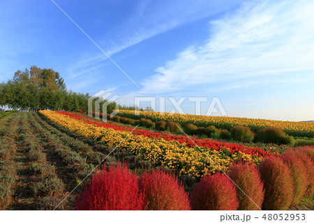 北海道　美瑛　ぜるぶの丘　花畑　 48052953