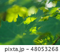 Green leaves crown in the morning light 48053268