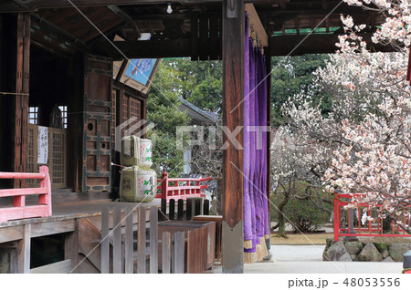 早春の滝宮天満宮 48053556