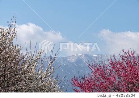 員弁農業公園から見える藤原岳 48053804