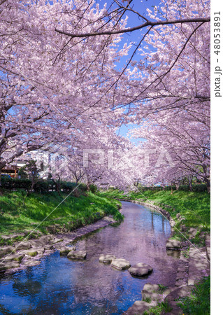 川と桜 48053891