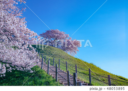 さきたま古墳の桜 48053895
