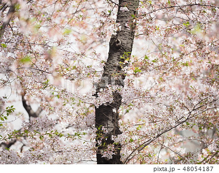 目黒川の桜 48054187
