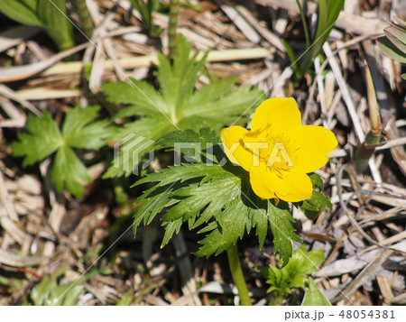 シナノキンバイ 48054381