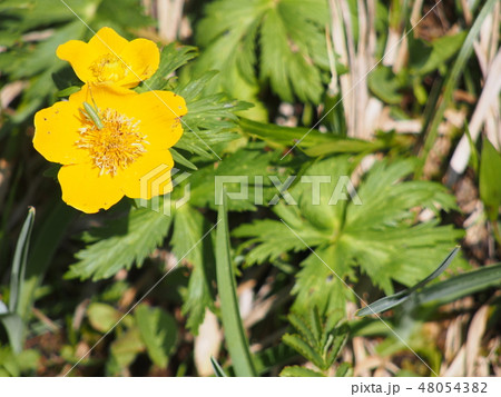 シナノキンバイ 48054382