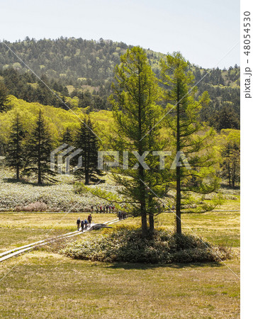 三本カラマツ 48054530