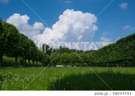 Large grass spring field in the middle and big trees forest around, sun and blue sky with fluffy Large grass spring field in the middle and big trees forest around, sun and blue sky with fluffy 48054591