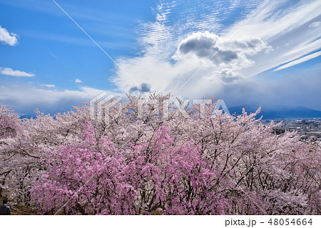 松本 弘法山古墳の桜 松本 弘法山古墳の桜 48054664